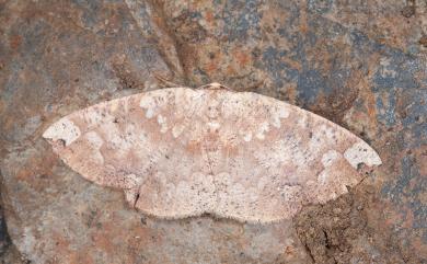 Heterostegania lunulosa (Moore, 1888) 鋸紋枯葉尺蛾