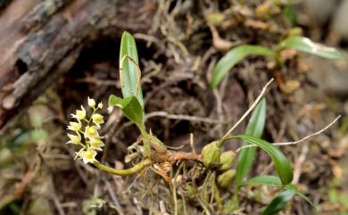 Pholidota cantonensis 烏來石山桃