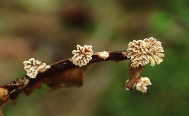 Marasmiaceae 小皮傘科