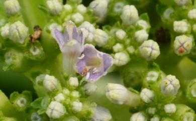 Knoxia corymbosa Willd. 諾氏草