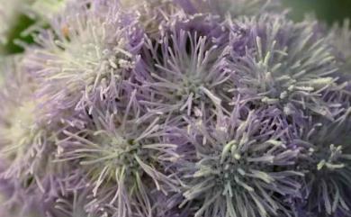 Ageratum houstonianum 紫花藿香薊