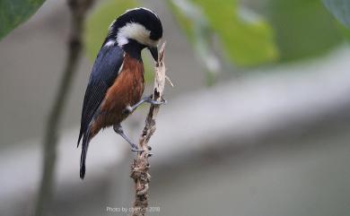 Sittiparus castaneoventris Gould, 1862 赤腹山雀