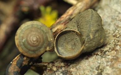 Cyclophorus moellendorffi Schmacker & Böttger, 1891 南臺灣大山蝸牛