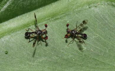 Teleopsis quadriguttata (Walker, 1856) 四斑柄眼蠅