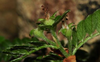 Osteomeles anthyllidifolia var. subrotunda 小石積