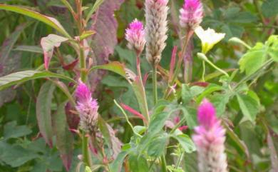 Celosia argentea L. 青葙