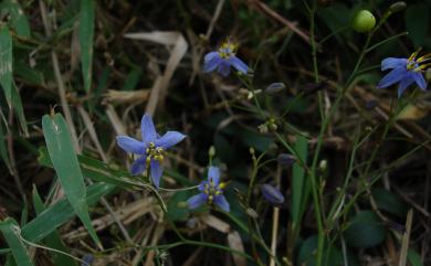 Dianella ensifolia (L.) DC. 桔梗蘭