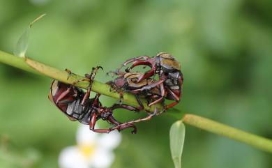 Dicronocephalus wallichii bourgoini Pouillaude, 1914 臺灣角金龜