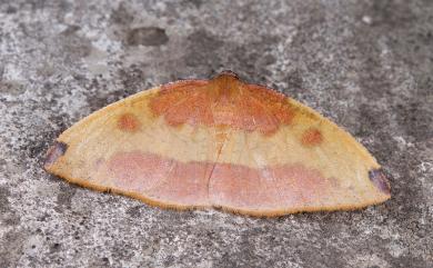 Heterolocha coccinea Inoue, 1976