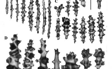 Sarcophyton ehrenbergi von Marenzeller, 1886 杯形肉質軟珊瑚