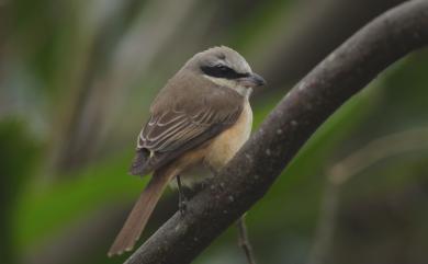 Lanius cristatus cristatus Linnaeus, 1758 紅尾伯勞(指名亞種)