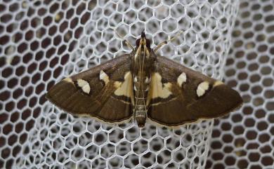 Glyphodes crithealis Walker, 1859