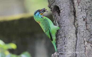 Psilopogon nuchalis (Gould, 1863) 五色鳥