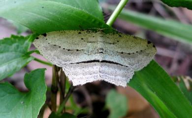 Calletaera postvittata (Walker, 1861)