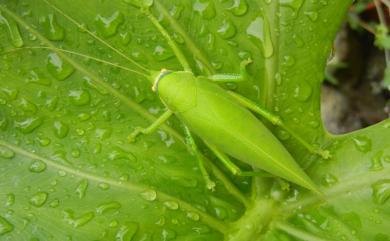 Orthoptera Olivier, 1789 直翅目