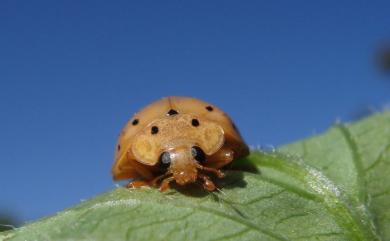 Harmonia sedecimnotata (Fabricius, 1801) 星點褐瓢蟲