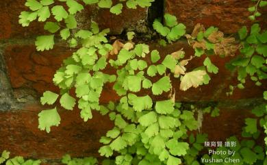 Adiantum capillus-veneris fo. capillus-veneris 鐵線蕨