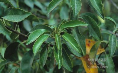 Excoecaria agallocha L. 土沉香