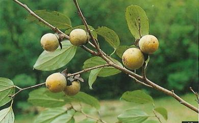 Diospyros oldhamii 俄氏柿