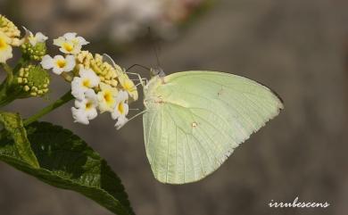 Catopsilia pomona pomona (Fabricius, 1775) 遷粉蝶