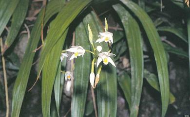 Bletilla formosana 臺灣白及