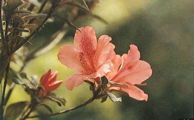 Rhododendron oldhamii Maxim. 金毛杜鵑