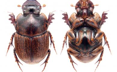 Onthophagus sagittarius Fabricius 箭角嗡蜣螂