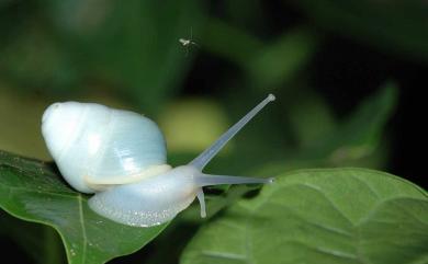 Helicostyla okadai Kuroda, 1932 蘭嶼光澤蝸牛