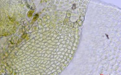 Cololejeunea ocellata 列胞疣鱗蘚