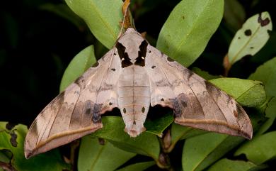 Ambulyx sericeipennis Butler, 1875 臺灣鷹翅天蛾