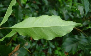 Itea parviflora Hemsl. 小花鼠刺