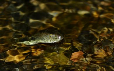 Trimerodytes percarinatus suriki (Maki, 1931) 白腹遊蛇