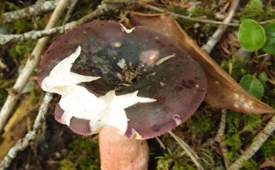 Russula olivacea 青黃紅菇