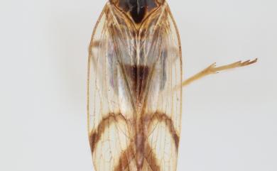Betacixius ocellatus Matsumura, 1914