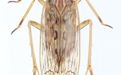 Ugyops vittatus (Matsumura, 1906)