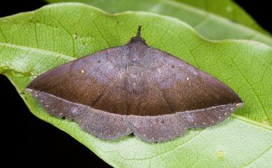 Hadennia hisbonalis (Walker, 1858) 雙分紫衫裳蛾