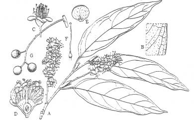 Prunus phaeosticta var. phaeosticta 墨點櫻桃