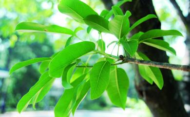 Ficus subpisocarpa 雀榕