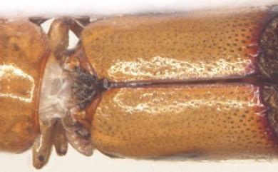 Xylodectes ornatus (Lesne, 1897) 褐斑木長蠹