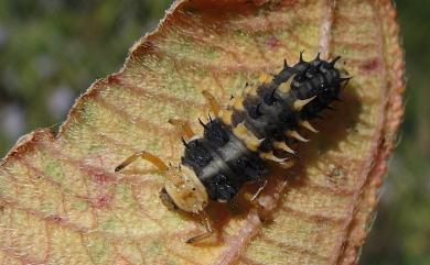 Harmonia sedecimnotata (Fabricius, 1801) 星點褐瓢蟲