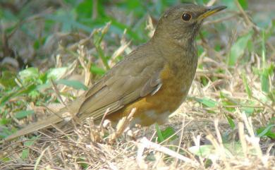 Turdus chrysolaus Temminck, 1831 赤腹鶇