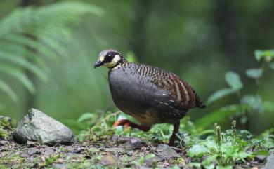 Arborophila crudigularis (Swinhoe, 1864) 臺灣山鷓鴣