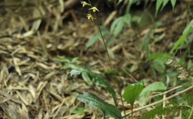 Tainia latifolia (Lindl.) Rchb.f. 闊葉杜鵑蘭