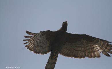 Pernis ptilorhynchus orientalis 東方蜂鷹