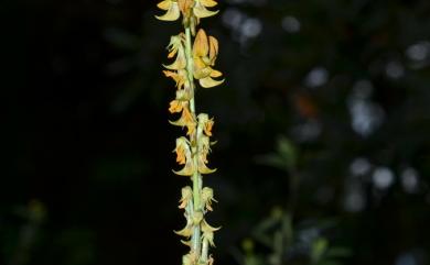 Crotalaria pallida Aiton 黃野百合