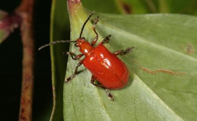 Lilioceris nigropectoralis (Pic, 1928) 長角長頸金花蟲