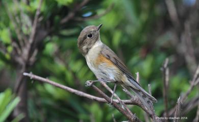 Tarsiger cyanurus (Pallas, 1773) 藍尾鴝