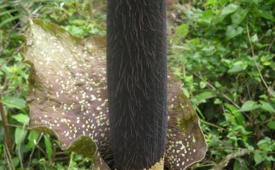 Amorphophallus hirtus N.E.Br. 密毛魔芋