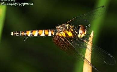 Nannophya pygmaea Rambur, 1842 小紅蜻蜓