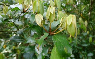 Neolitsea buisanensis 武威山新木薑子